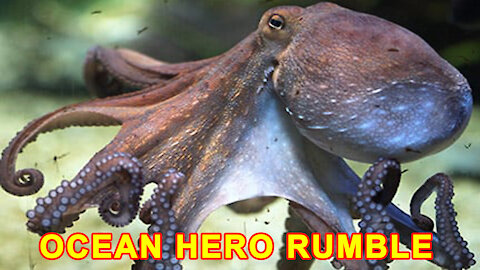 Octopus Camouflage - changing shape and color | OCEAN HERO RUMBLE CHANNEL