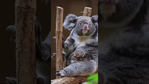 Baby koala getting out of the pouch