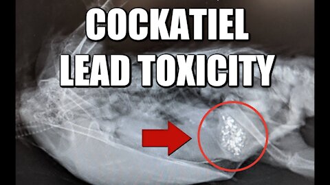 Cockatiel Lead Poisoning - Tuko's Story