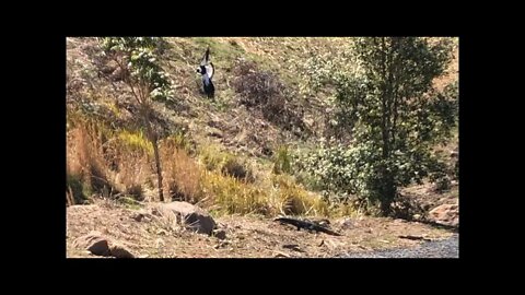 Bird swoops at goanna to scare it off. Goannas are notorious for eating bird eggs