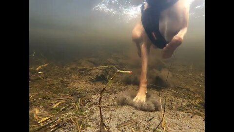 Inside a busy little pond.