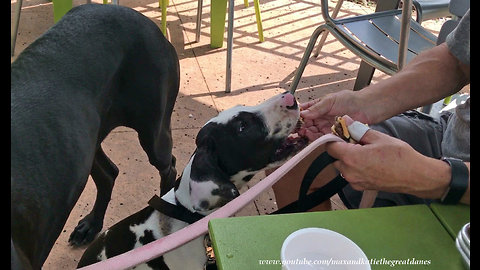 Pair of dogs eat lunch at dog-friendly restaurant