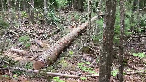 L34OOdt logging