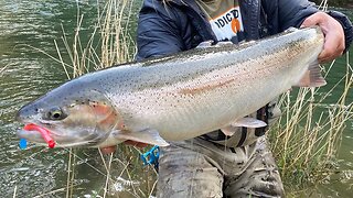 Winter Steelhead Top Baits & Lures LIVE Discussion