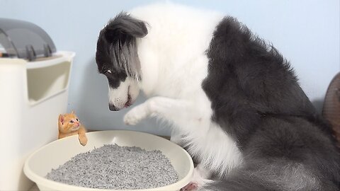 My Border Collie Is So Obsessed With The rescued Tiny Kitten