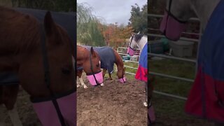 How I Feed My Horses