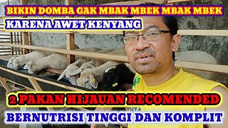 PAKAN MURAH, GRATIS, BERNUTRISI TINGGI UNTUK KAMBING DOMBA CEPAT GEMUK