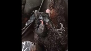 Shortly After Rescue Momma Black Flying Fox Gives Birth On Camera - A Carer's Moment Of A Lifetime!