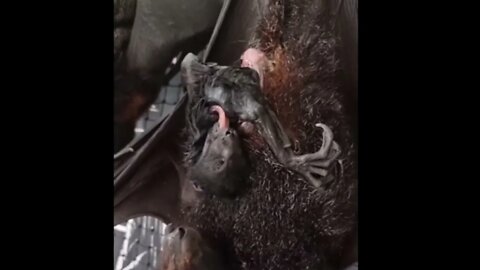 Shortly After Rescue Momma Black Flying Fox Gives Birth On Camera - A Carer's Moment Of A Lifetime!