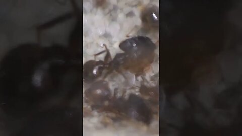 Pheidole Noda Soldier Ants #nature