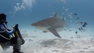 Diver hand feeds world's most dangerous shark