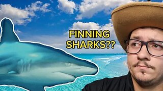 Is shark finning legal in Florida??