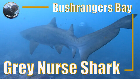 Grey Nurse Shark | Scuba Diving at Bushrangers Bay | Apr 2021