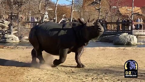 Rhino Zoomies! 🦏