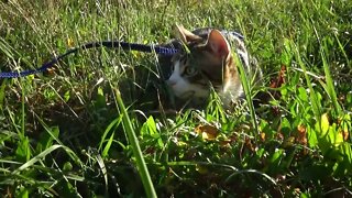 Little Cat in the Grass