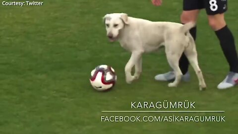 Dog is playing football with the players