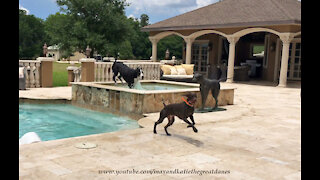 Great Dane and GSP Pointer Have Fun Splashing And Dashing In the Pool