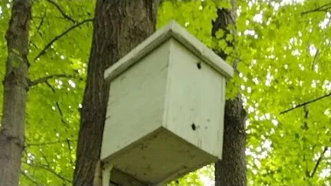 Wild Honey Bees Moving Into a Swarm Trap #diy #honeybees #nature