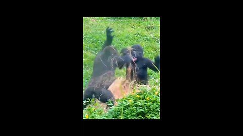 funny animal clips |gorilla fun video