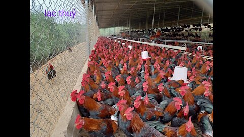 the scene of buying and selling chickens at support Ha Vi. often Tin_House_viet men