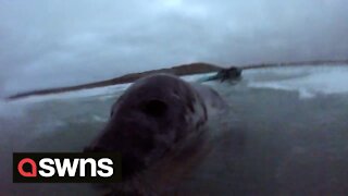 Heart-warming moment seal gets up close and personal for CUDDLE with surfer