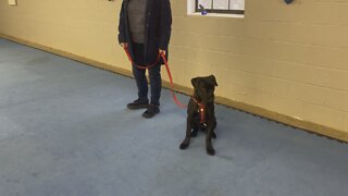 Queen Sophia Kay of the South AKC 2nd day of school 🐾 🏫 🐶