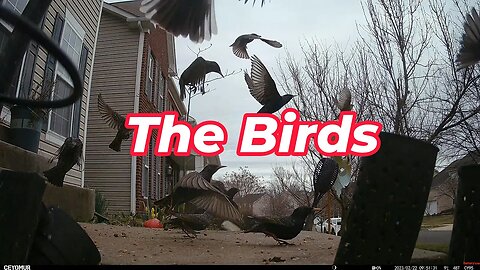 The Birds On My Porch In Slow Motion! 🌲