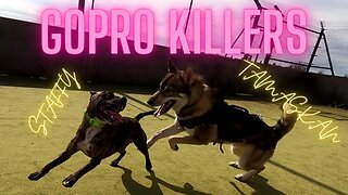 How the Gopro stick was killed - Which dog is guilty?