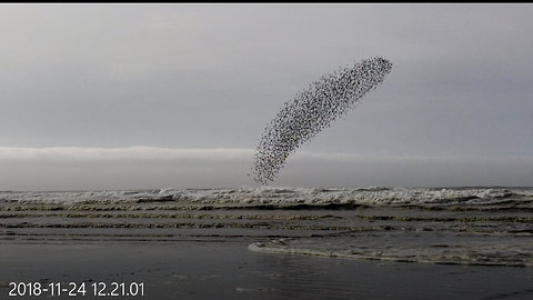 Murmuration Of Sandpipers Is A Bizarrely Beautiful Spectacle