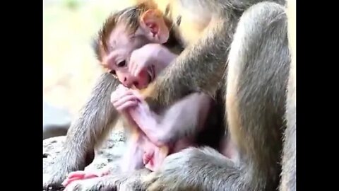 Young Mum Julina Scared Janna Kidnap Her Baby Jasper, Try To Move #BBMonkeys