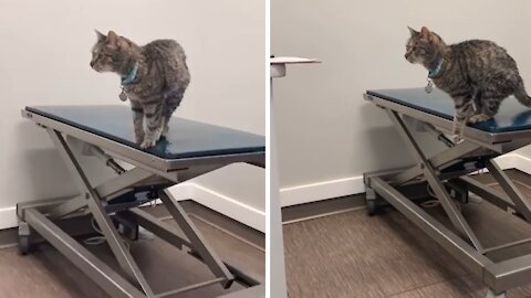 Adventurous Cat Tries To Jump On Table, Fails Hilariously