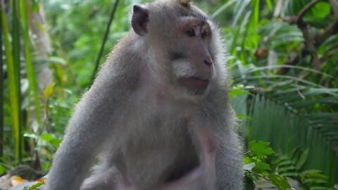 Funny Animal Monkey Sitting in Green Forest