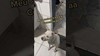 seu cachorro é assim? #shorts #asmr #viralshorts #br #dog #cat @FUNNY ANIMALS @Buddy Dog