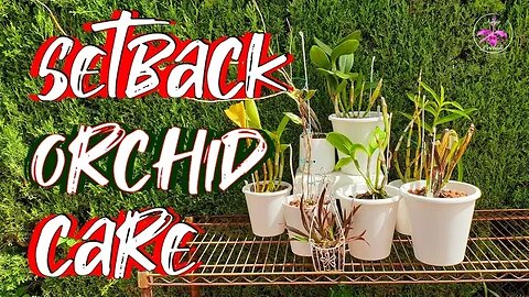 How to CARE for SETBACK Orchids | Screenshot Guide incl. 📲 #ninjaorchids #ninjaclips