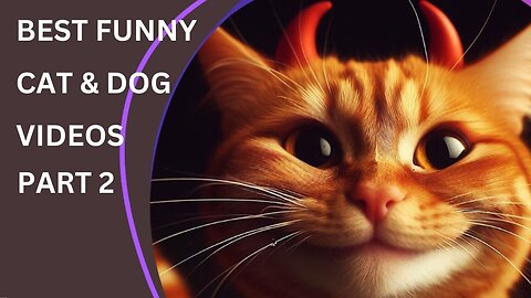 BEST FUNNY CAT & DOG VIDEOS