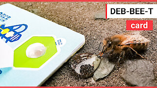 Incredible new scheme designed to save tired bees, using a new bank card