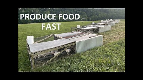 Three Fastest Ways to Produce Food if SHTF (Polyface FarmsDaniel Salatin from Polyface Farms)