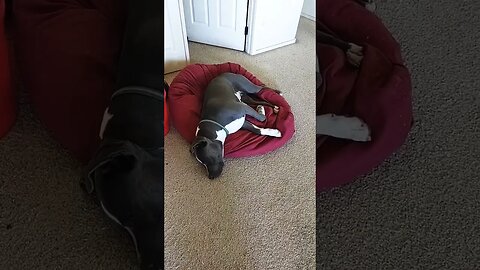 after a long walk #einsteinsbackyard #shortvideo #shorts #pitbulls #pitties #dog #pitbullsofyoutube