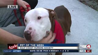 Pet of the week: Isabella