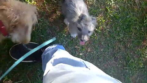 Frente al Colegio San Javier: Tobías, Negrita, Macarni y la pequeña Amapola (05/05/2022)