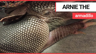 Meet Arnie, the baby armadillo that loves taking baths