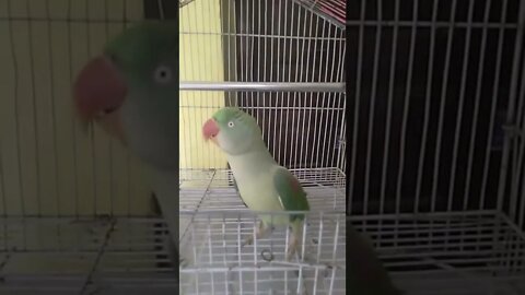 Talking My Sweet Parrot #ytshorts #shorts #PetpupFun #Fun