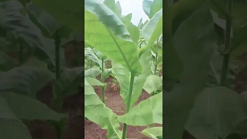 Plantação de tabaco - sítio Viração - Leite & Alves