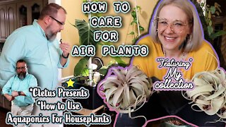 How to care for Air Plants & Setup Aquaponics For Your Houseplants