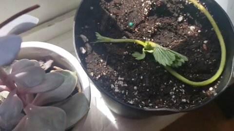 Potato Bread, Starting New Strawberry Plants, Drying Herbs, & Saving Seeds 7 29 2022