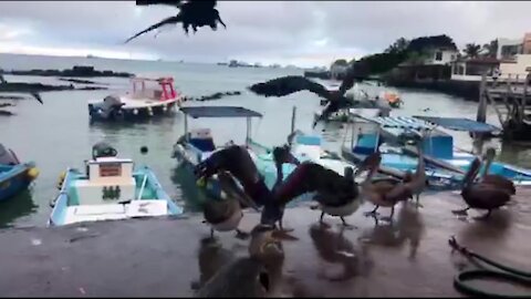 Pelicans make laughing sounds as Galapagos fishermen share their catch