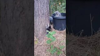 Climbing the Trees With Kitties