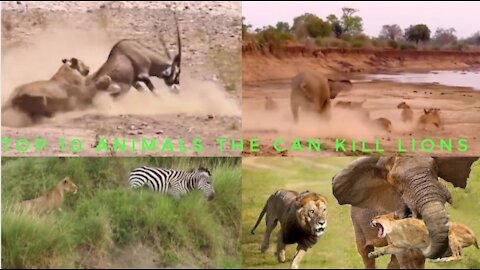 Top 10 Animals the can kILL LIONS | Lion vs Elephant, Hippo, Hyena, Rhinoceros, Zebra, CroCrocodile