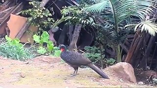 Jacu em busca de comida Jacuaçu , jacuguaçu, guans