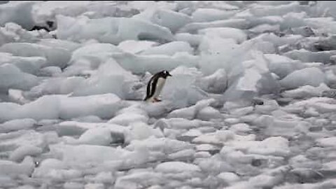 Pinguino un po' goffo cerca di camminare sul ghiaccio